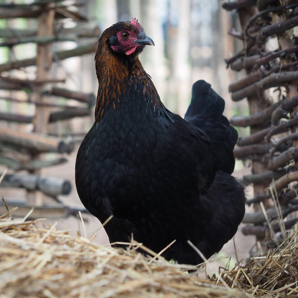 Baby Chicks: Black Copper Marans - Buy Pet Shop