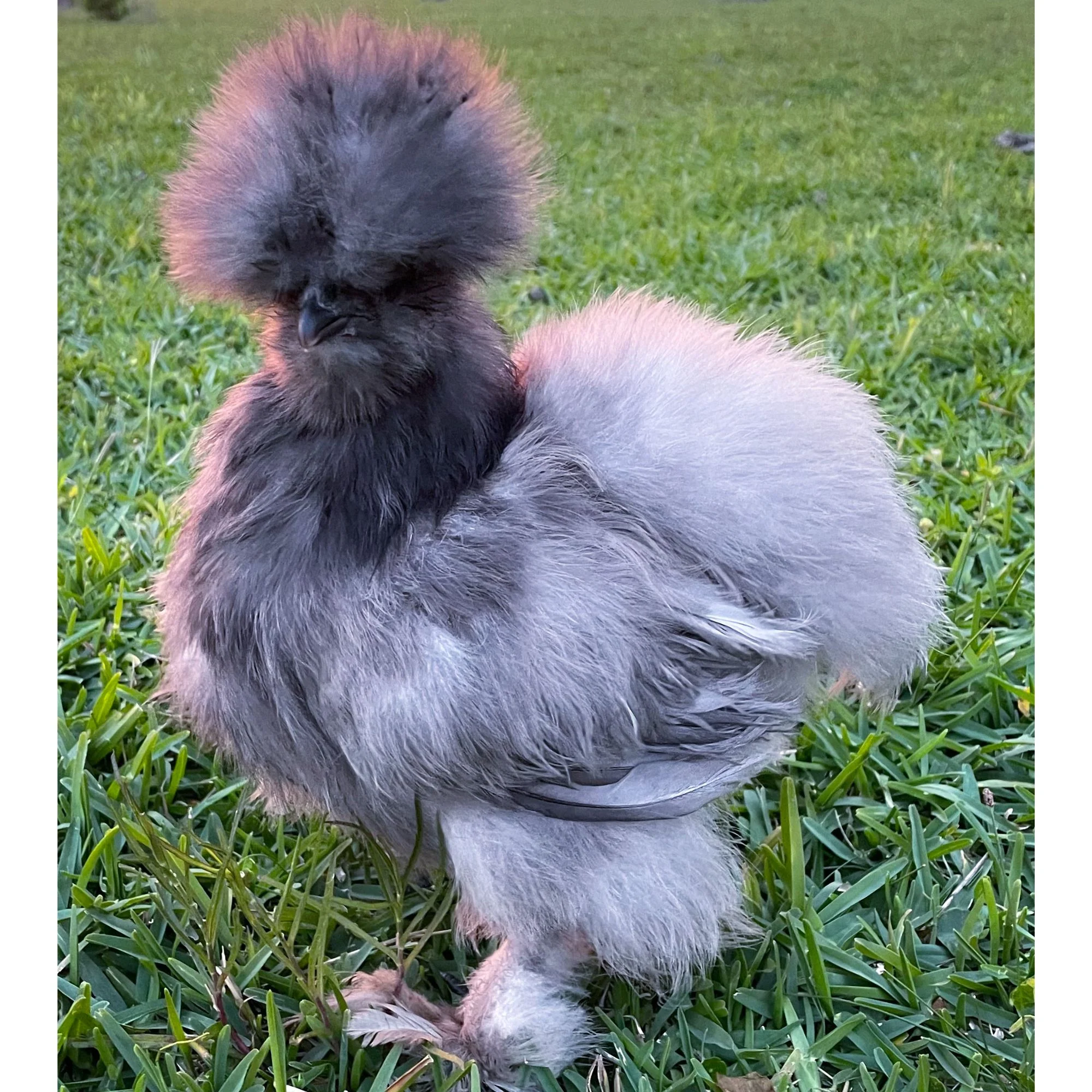 Pullet: Blue Silkie Bantam, Shipping Week of - Buy Pet Shop