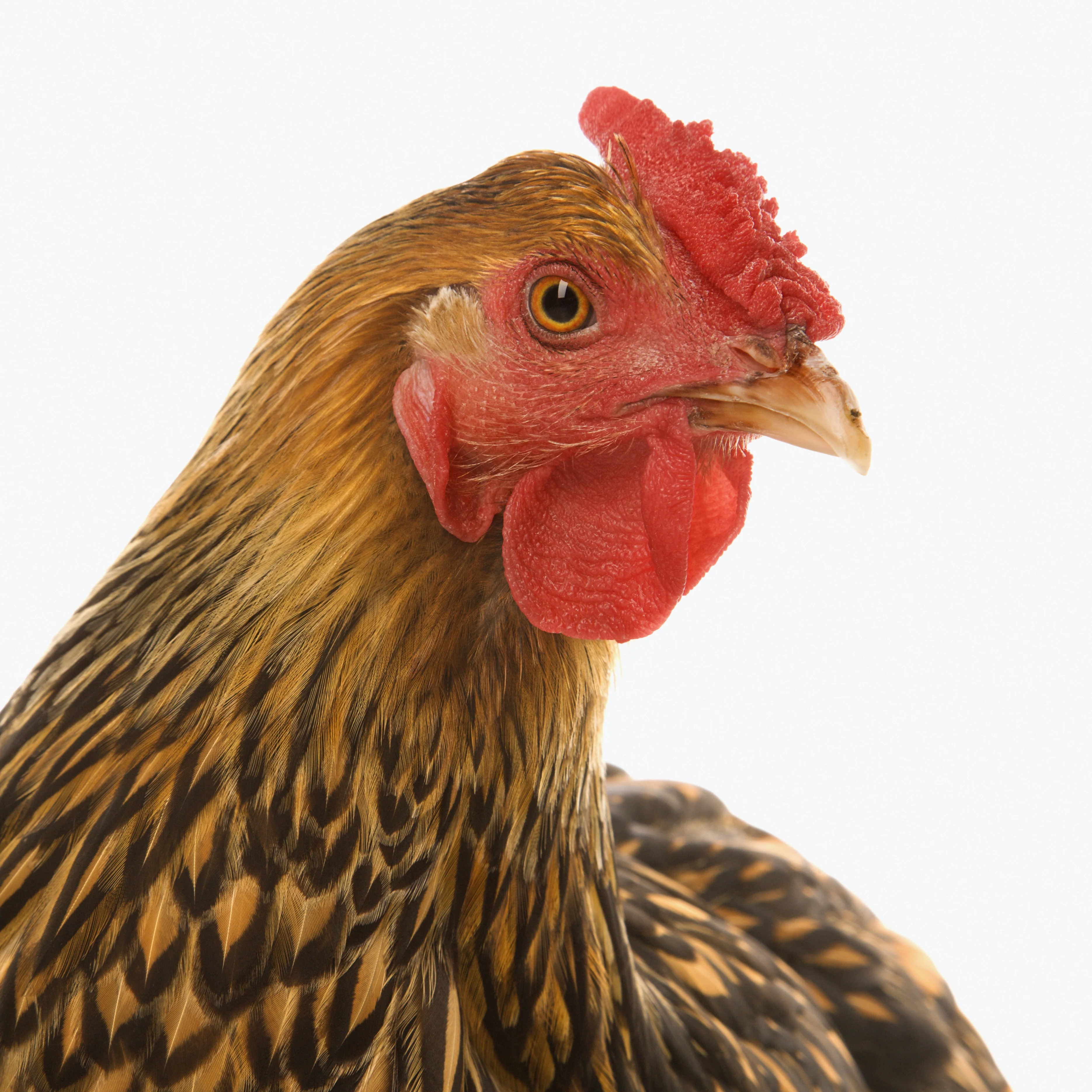 Baby Chicks: Golden Laced Wyandotte - Buy Pet Shop
