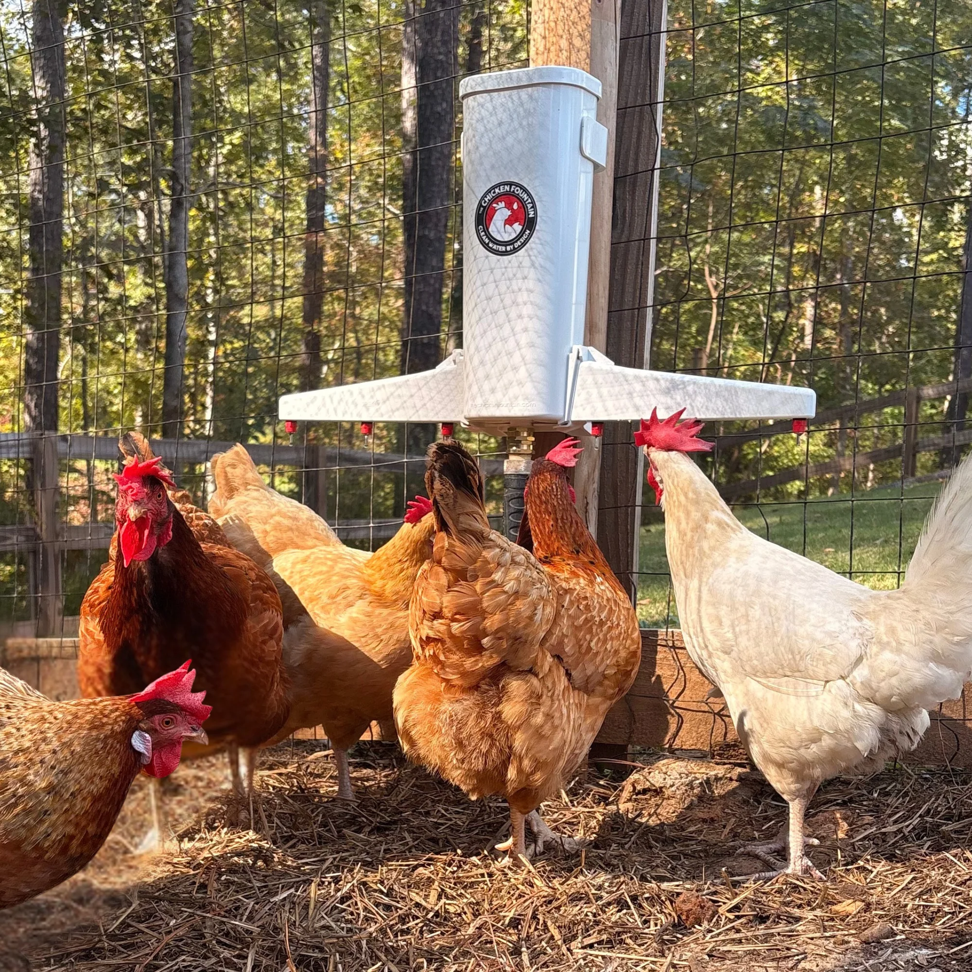 The Chicken Fountain  Gen 2 - Buy Pet Shop