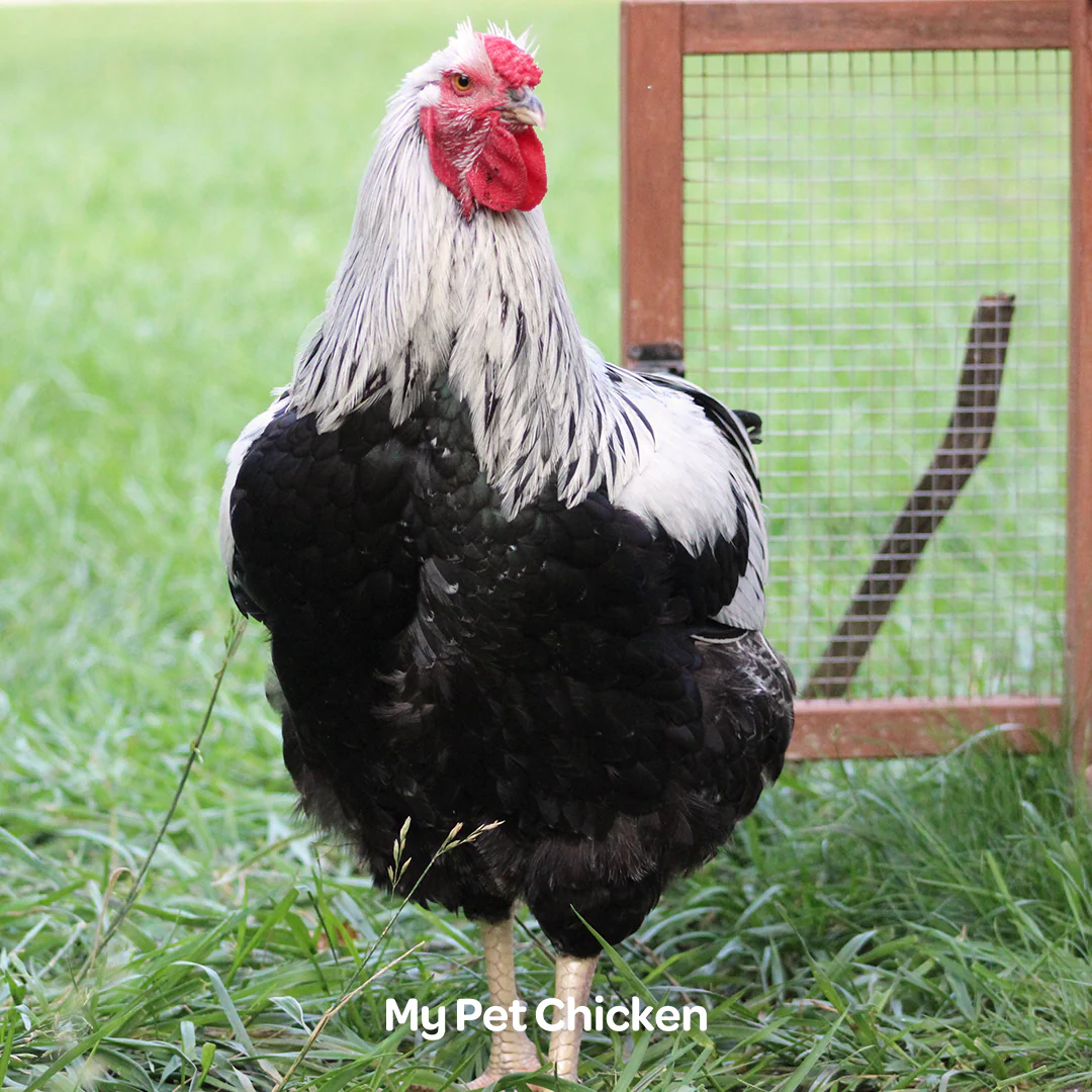 Hatching Eggs: Silver Penciled Wyandotte, Backyard Bunch Location - Buy Pet Shop