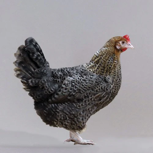 Baby Chicks: Golden Cuckoo Marans - Buy Pet Shop