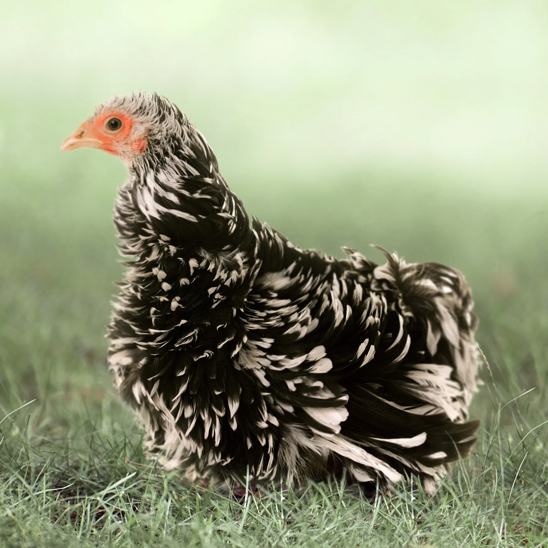 Baby Chicks: Mottled Frizzle Cochin Bantam - Buy Pet Shop