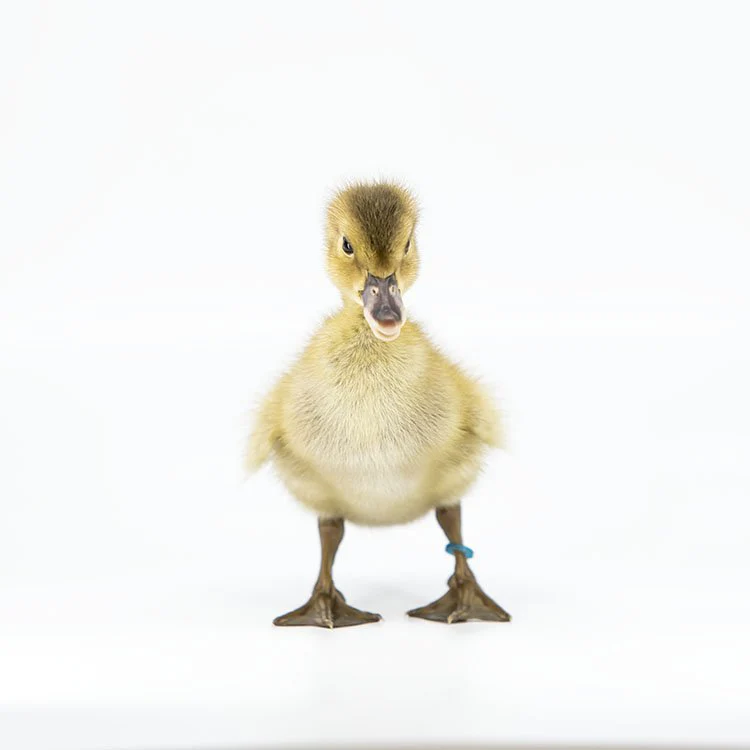 Hatching Eggs: Golden 300 Hybrid Duck - Buy Pet Shop