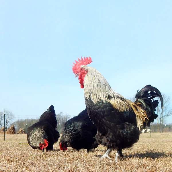 Baby Chicks: Blue/Black/Splash Birchen Marans - Buy Pet Shop