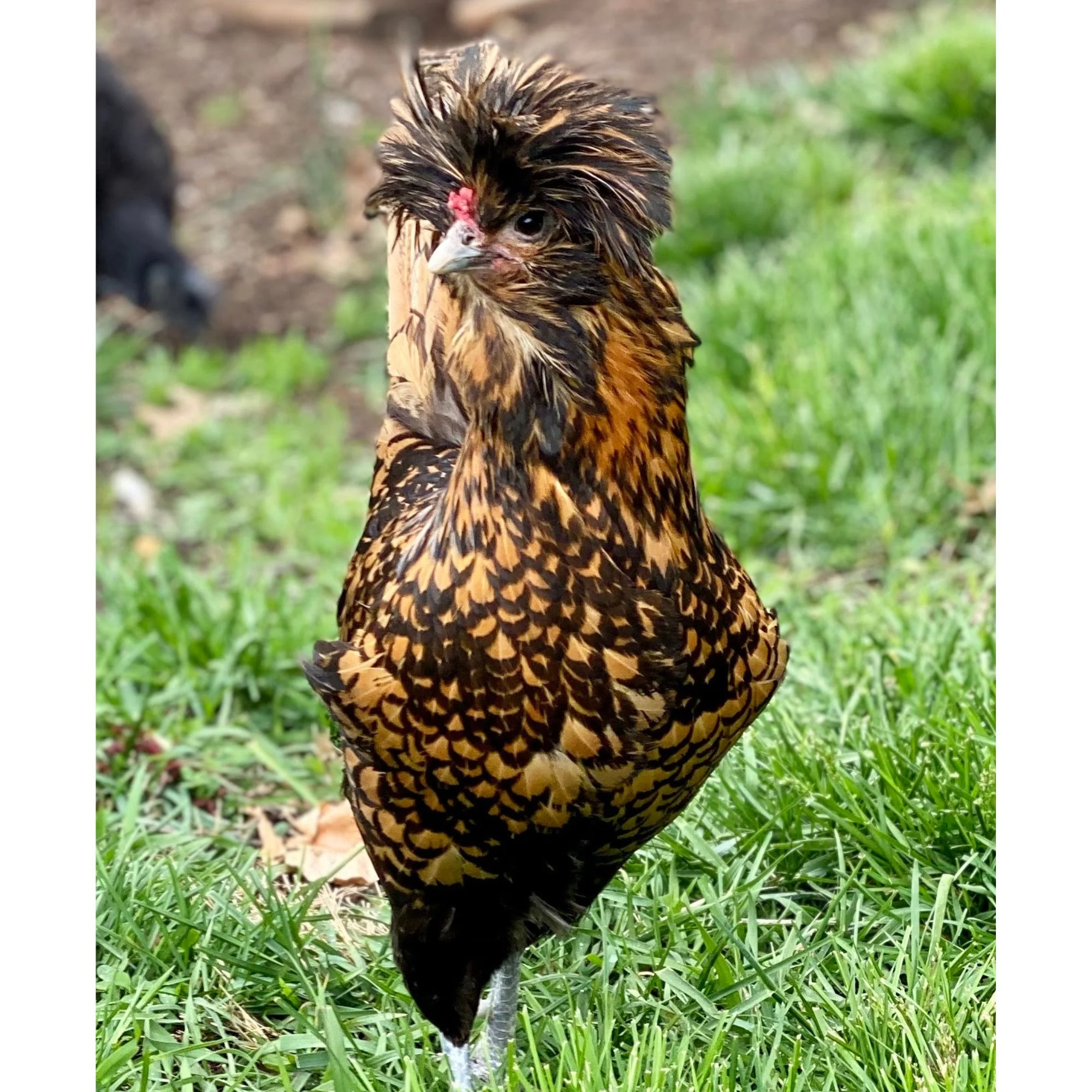 Pullet: Golden Laced Polish, Shipping Week of - Buy Pet Shop