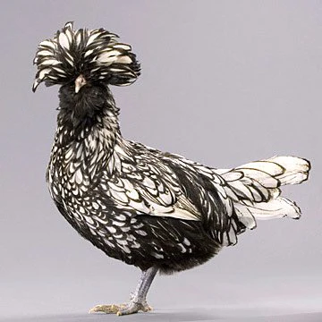 Baby Chicks: Silver Laced Polish - Buy Pet Shop