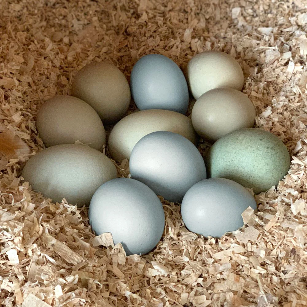 Mystery Chick from Our Colorful Egg Layer Assortment - Buy Pet Shop