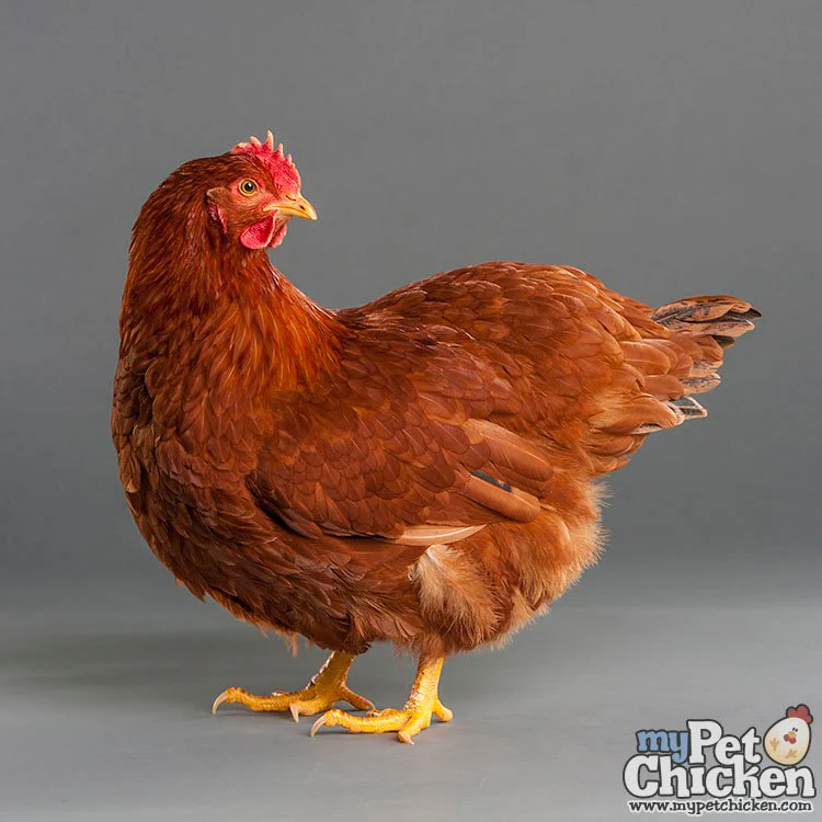 Baby Chicks: New Hampshire Red - Buy Pet Shop