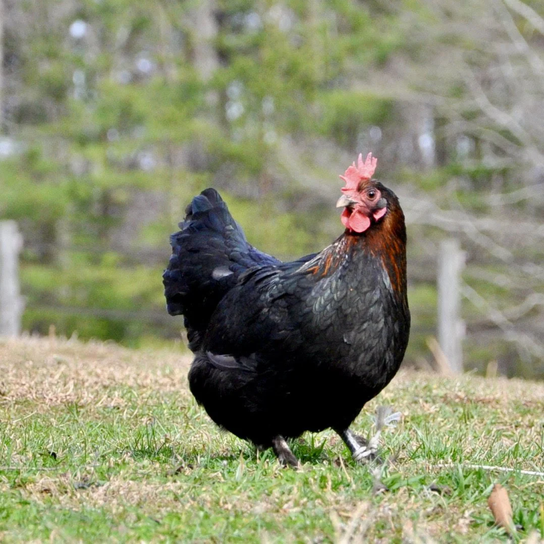 Hatching Eggs: Black Copper Marans, Hen Haven Location - Buy Pet Shop