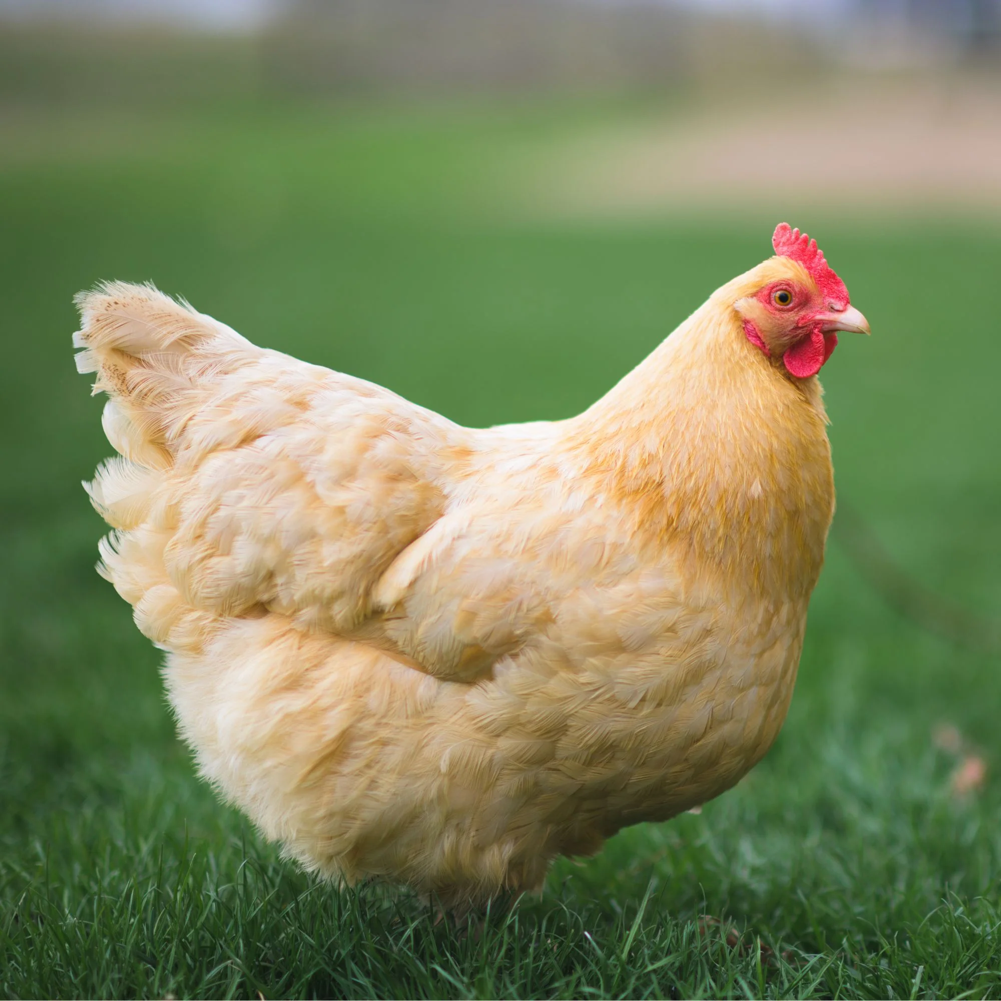 Pullet: Buff Orpington, Shipping Week of - Buy Pet Shop