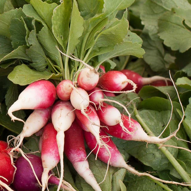 French Breakfast Radish Seeds (Organic) - Buy Pet Shop