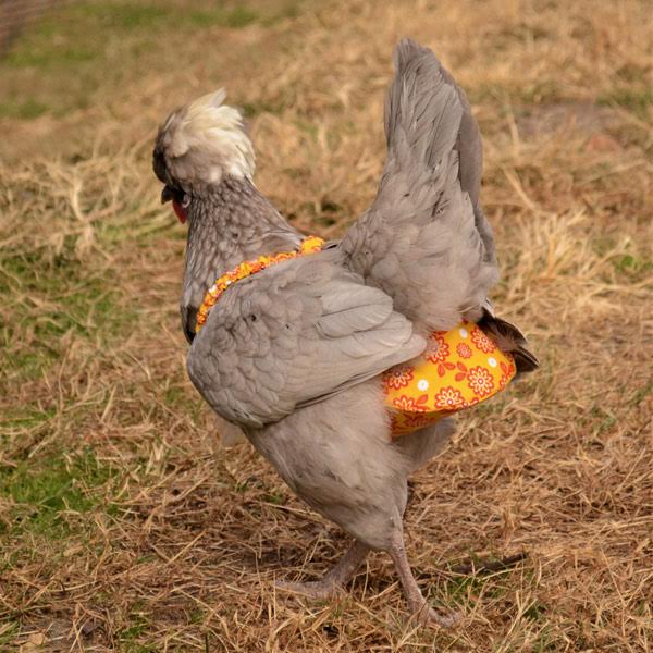 Chicken Diaper - Removable Liners Available - Buy Pet Shop