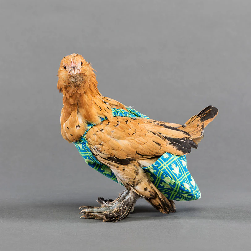 Removable Liner for Chicken Diaper - 2 & 4 Pack - Buy Pet Shop