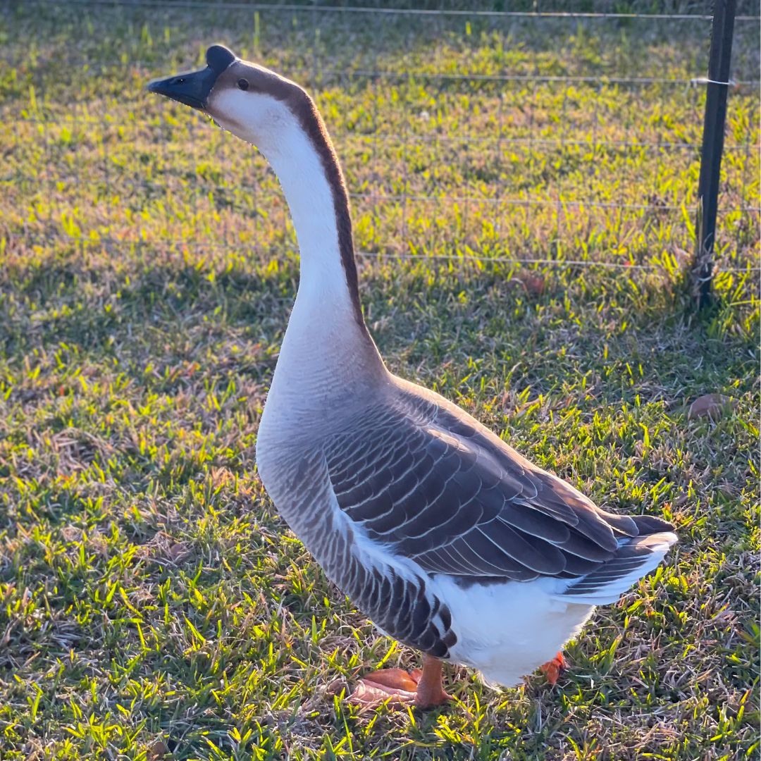 Goslings: Brown Chinese - Buy Pet Shop