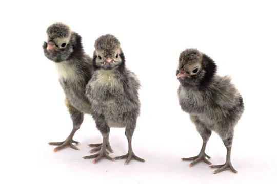 Baby Chicks: Silver Laced Polish - Buy Pet Shop