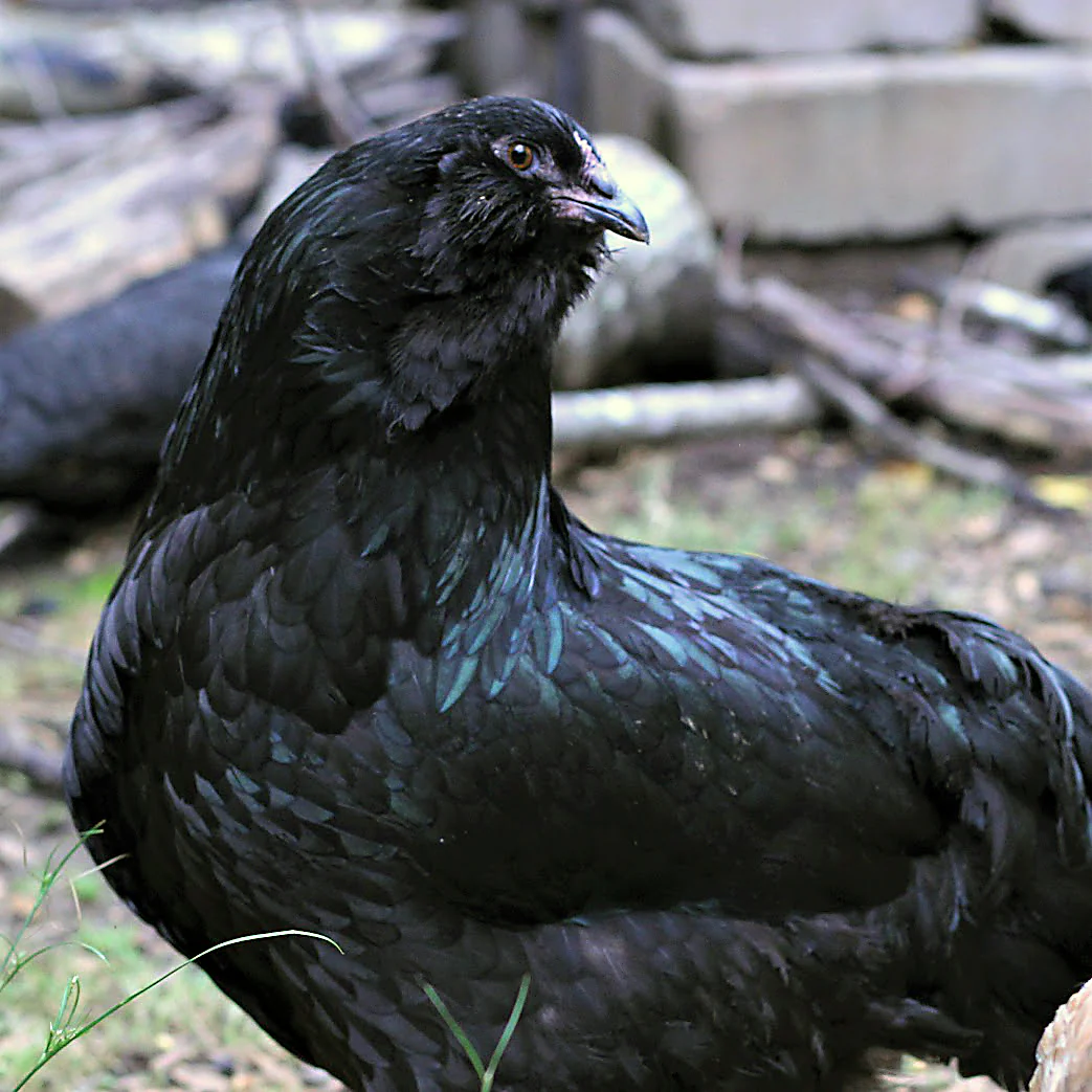 Baby Chicks: Black Ameraucana - Buy Pet Shop