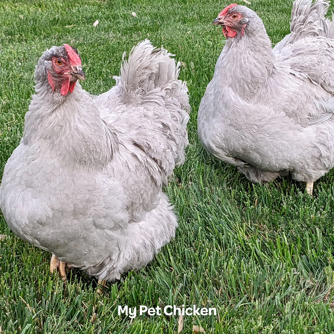 Hatching Eggs: Lavender Wyandotte, Backyard Bunch Location - Buy Pet Shop