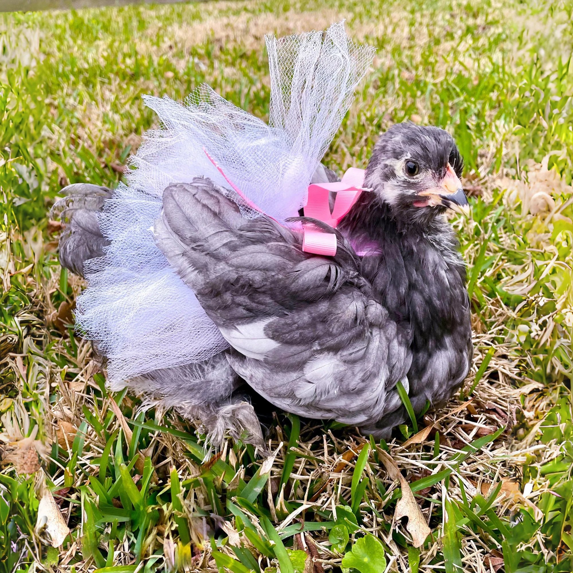 Chicken Tutu (So many colors & sizes!) - Buy Pet Shop