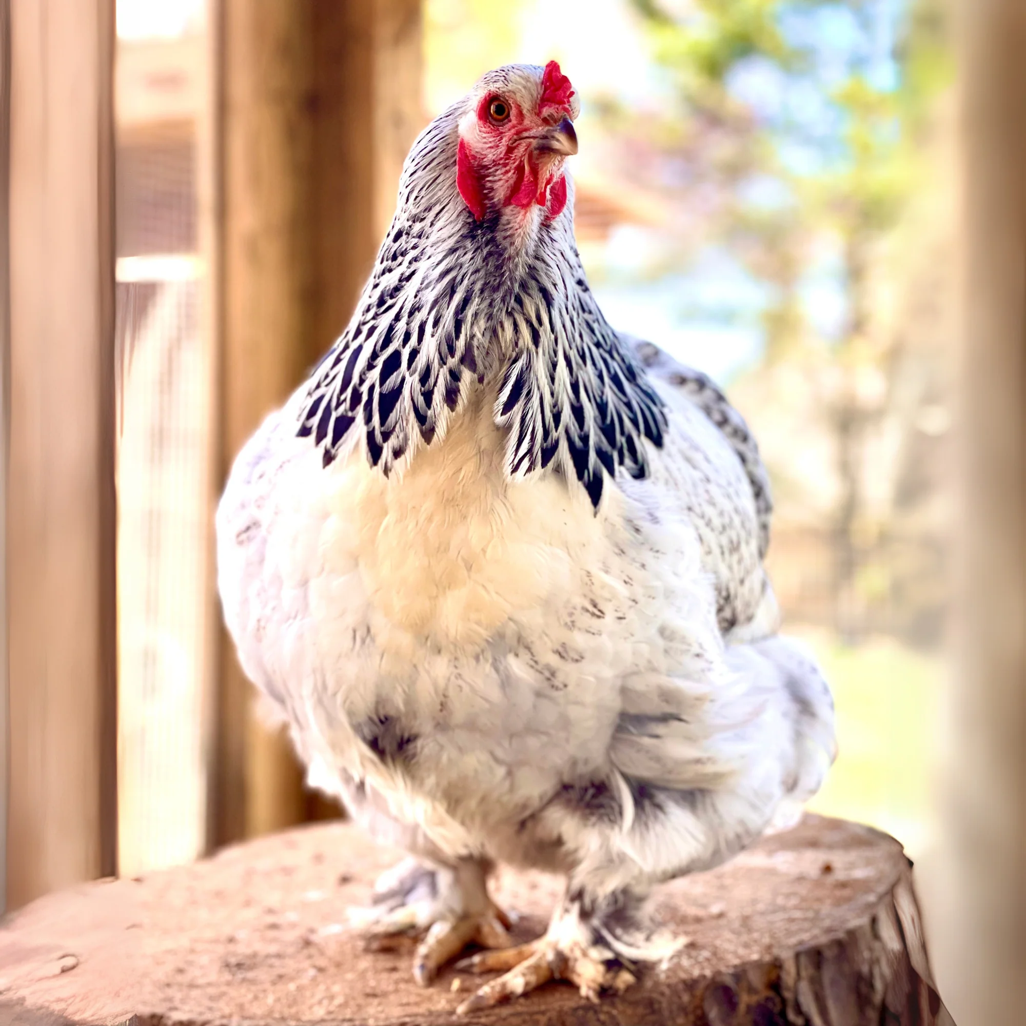 Baby Chicks: Light Brahma - Buy Pet Shop