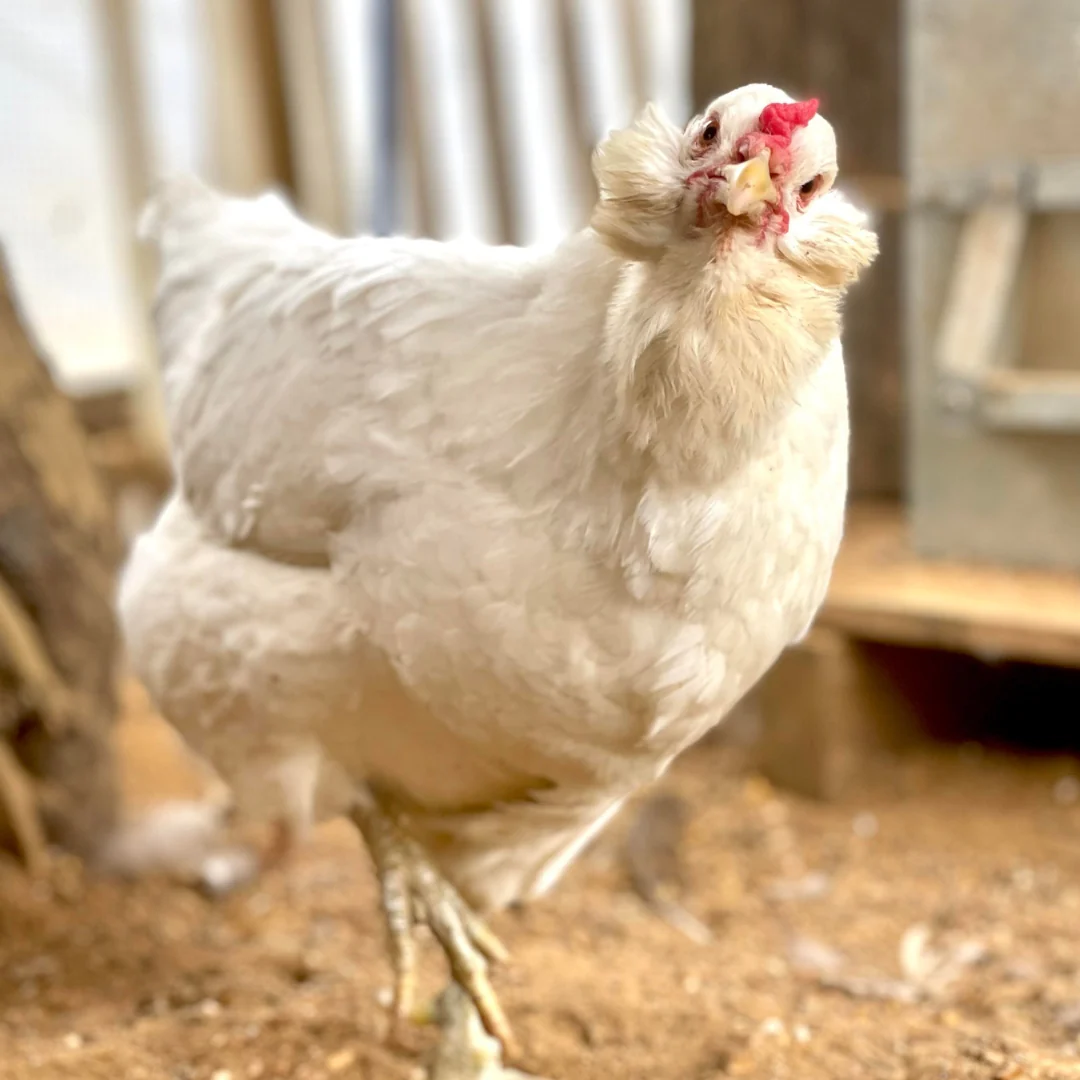 Pullet: Bountiful Blue Egg Layer, Shipping Week of - Buy Pet Shop