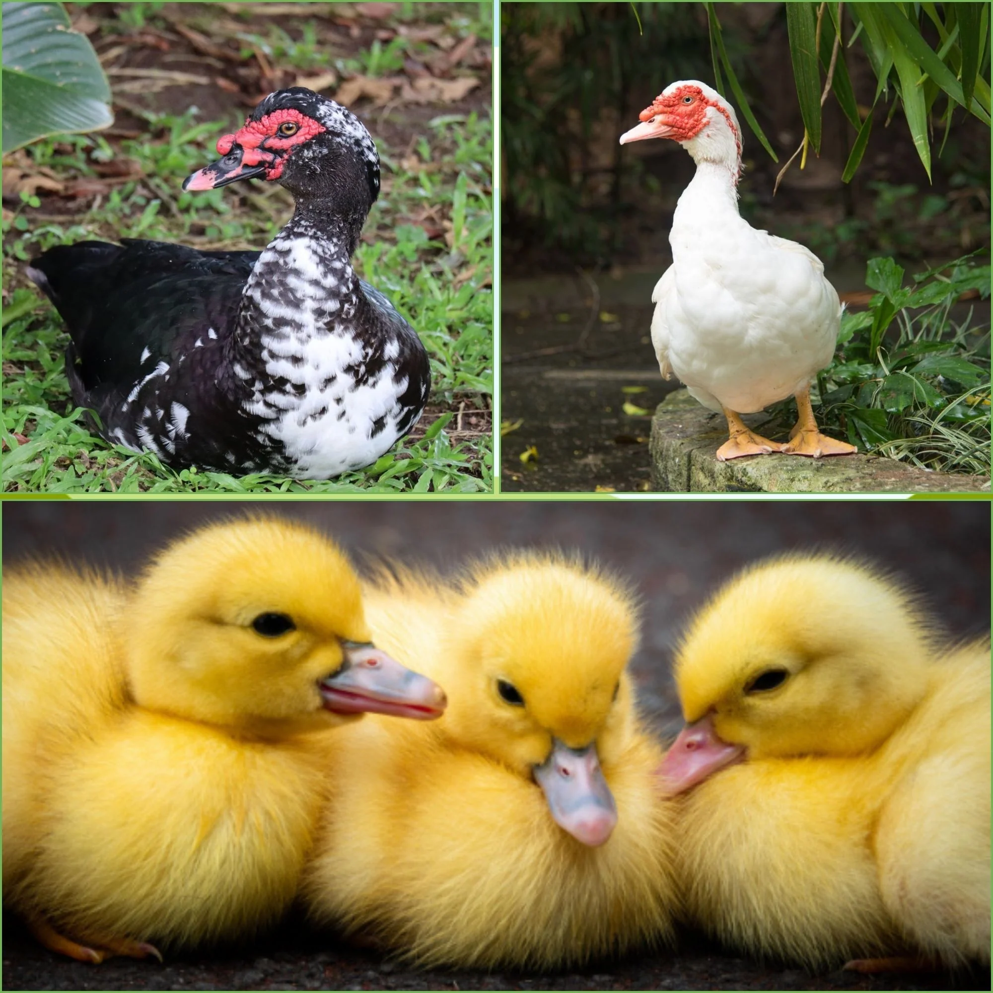 Ducklings: Mystery Duckling from Our Muscovy Assortment - Buy Pet Shop