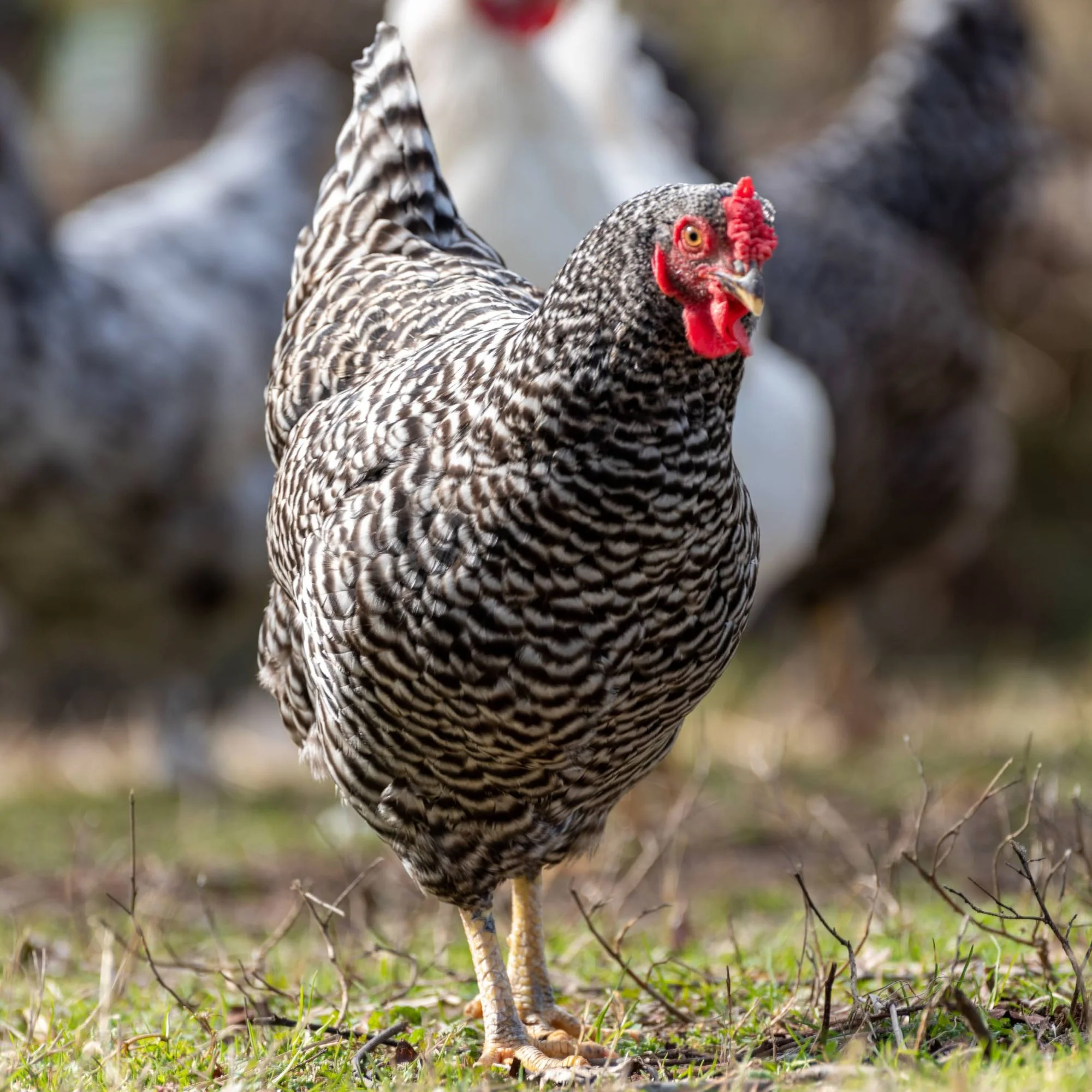 Baby Chicks: Dominique - Buy Pet Shop
