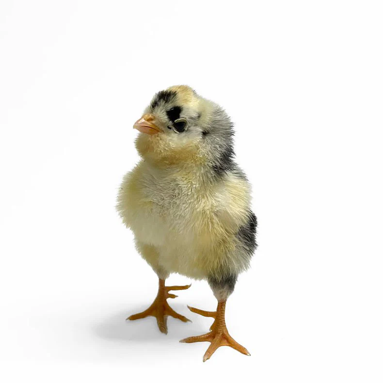 Baby Chicks: Mottled Houdan - Buy Pet Shop