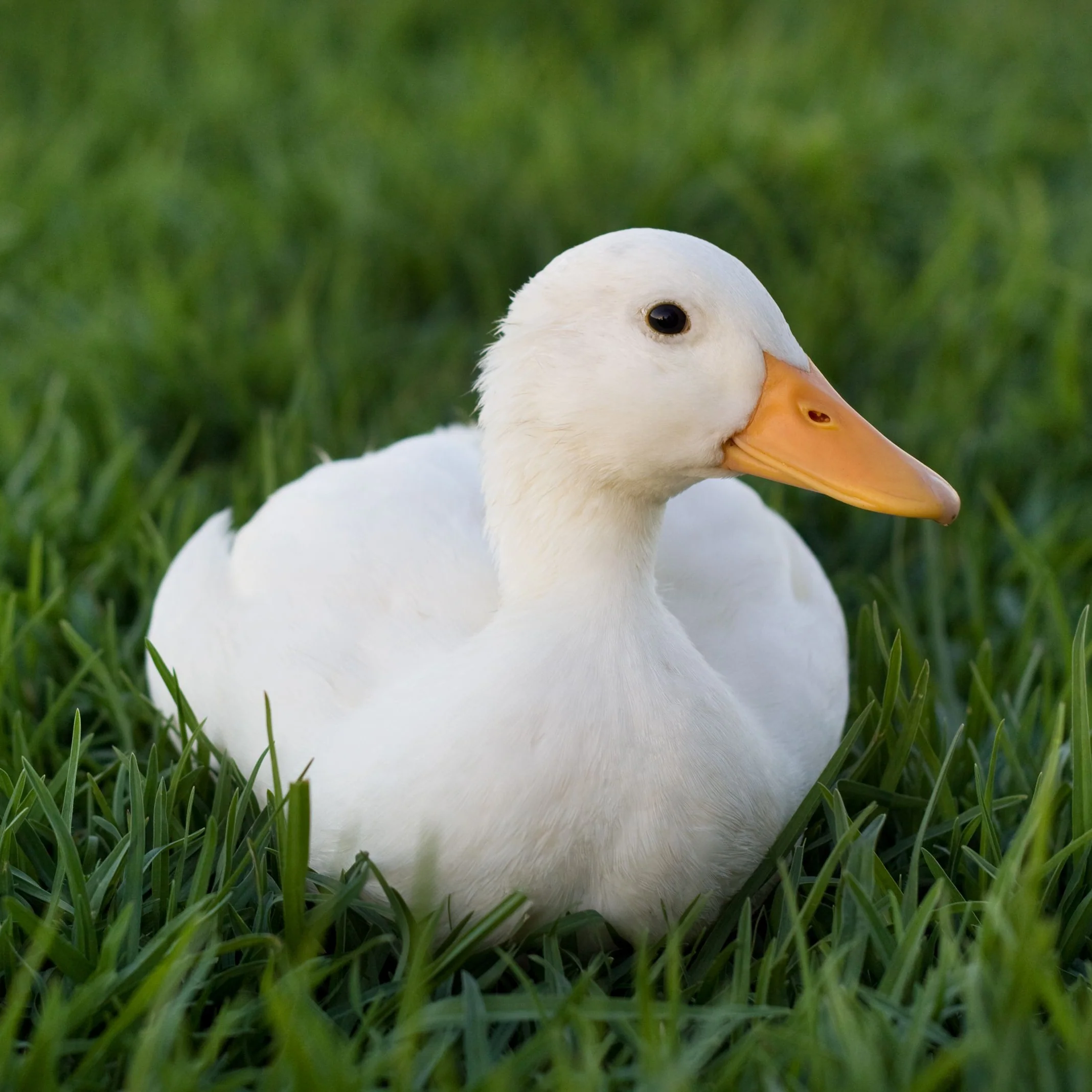 Hatching Eggs: White Layer Duck - Buy Pet Shop