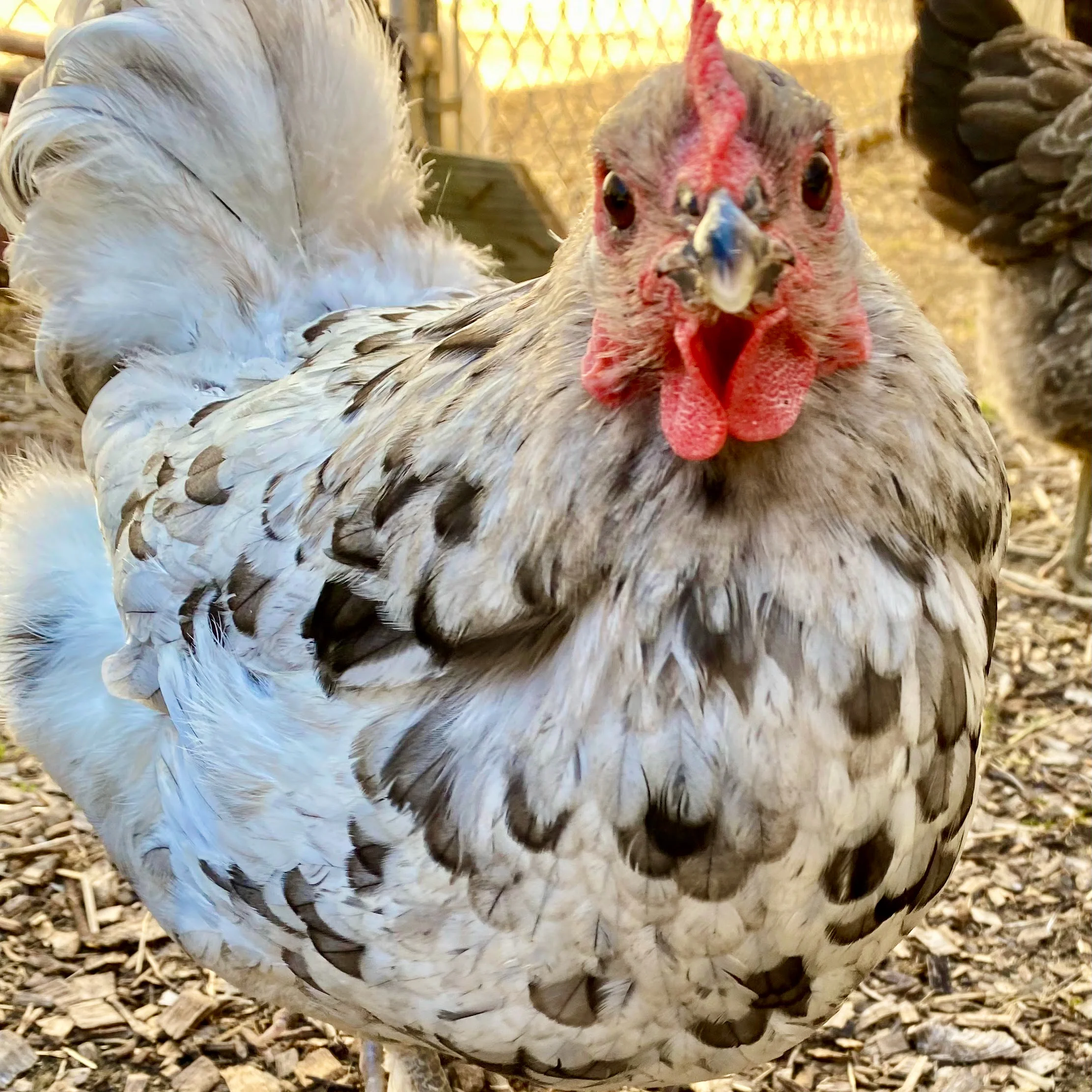 Pullet: Blue Splash Marans, Shipping Week of - Buy Pet Shop