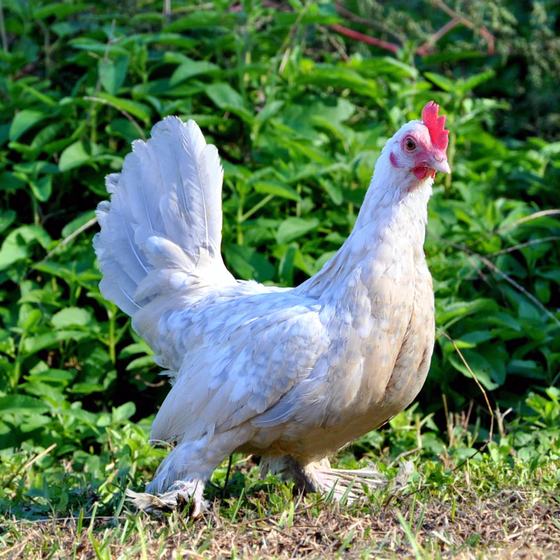 Hatching Eggs: Our Friendliest Breeds Assortment, Hen Haven Location - Buy Pet Shop