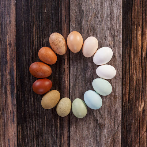 Hatching Eggs: Intense Egg Colors Assortment, Hen Haven Location - Buy Pet Shop