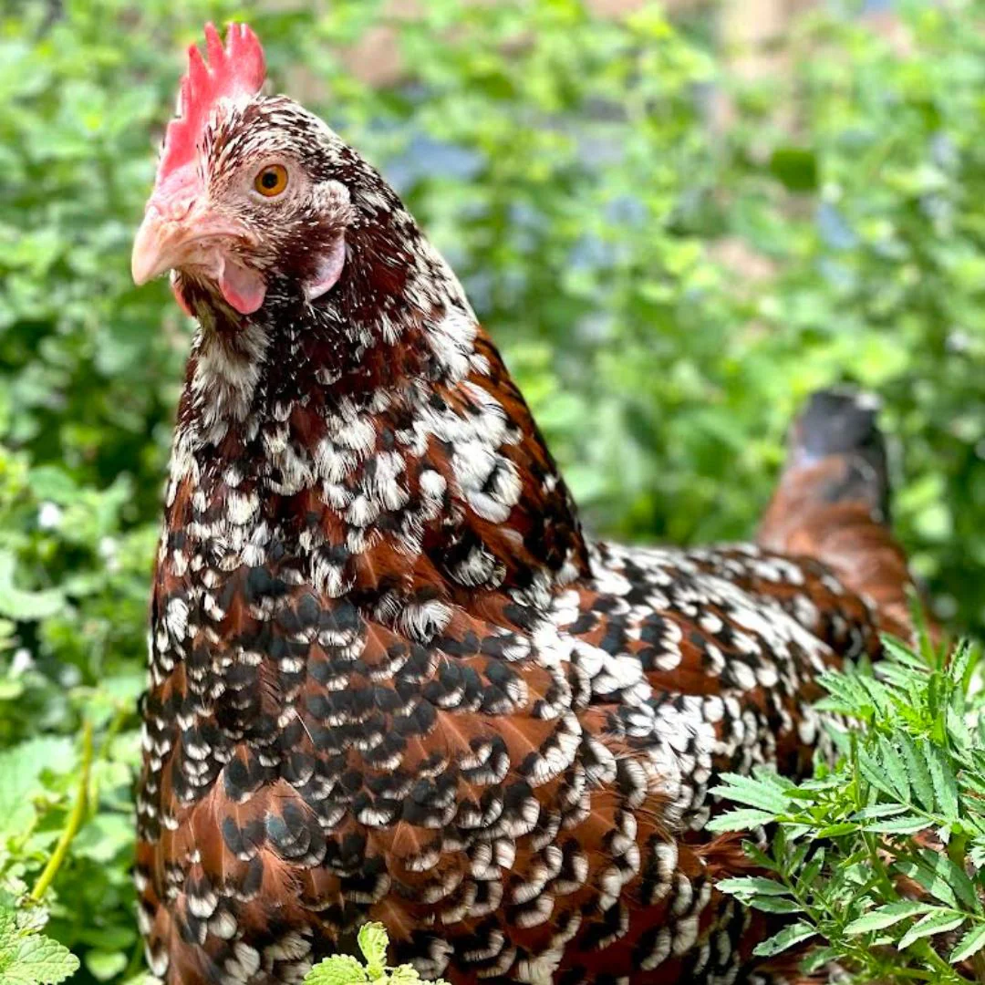 Pullet: Speckled Sussex, Shipping Week of - Buy Pet Shop