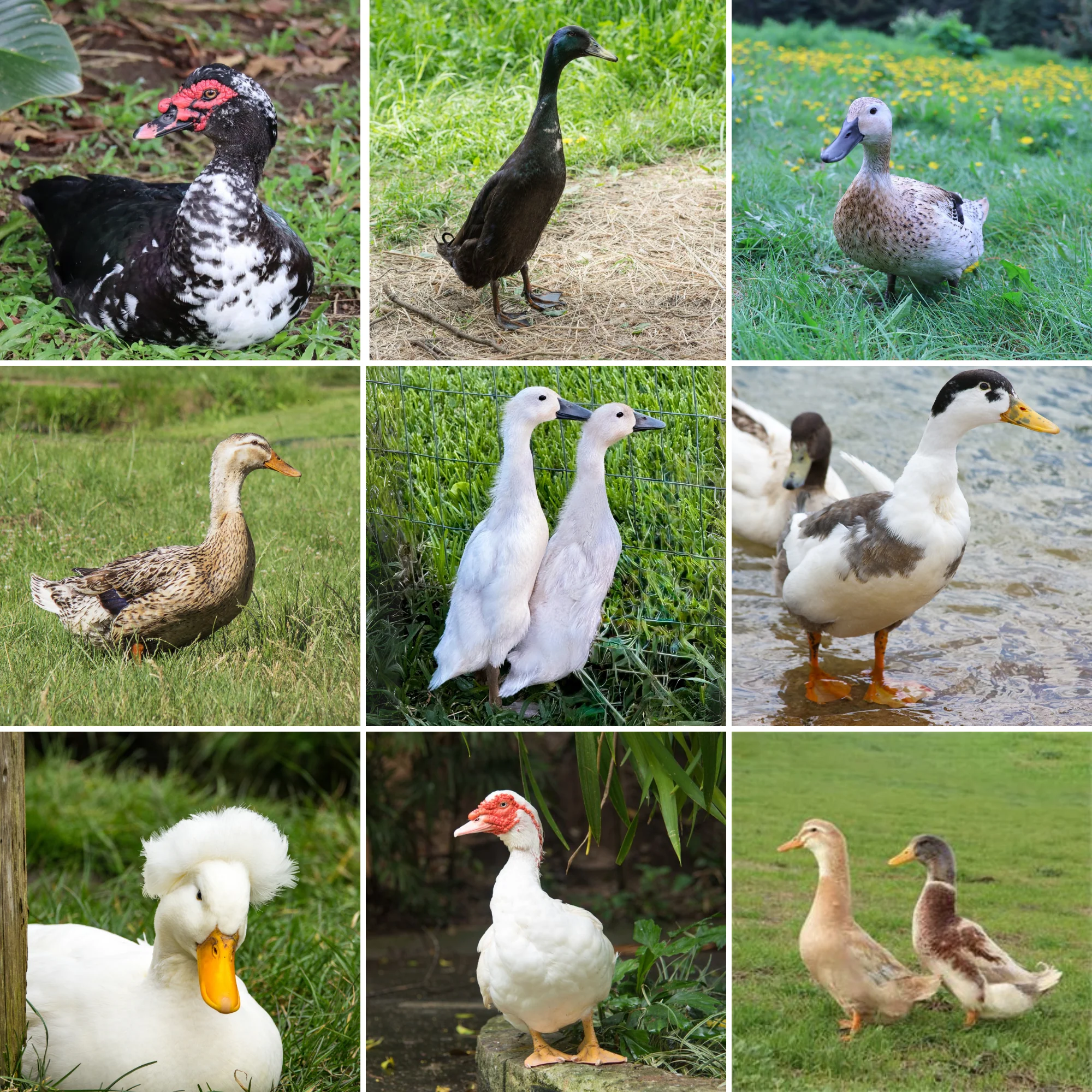 Ducklings: Mystery Duckling from Our Premium Assortment - Buy Pet Shop