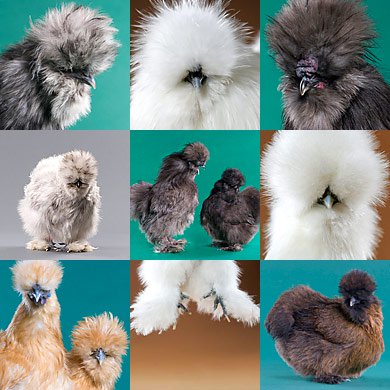 Mystery Chick from Our Silkie Bantam Assortment - Buy Pet Shop