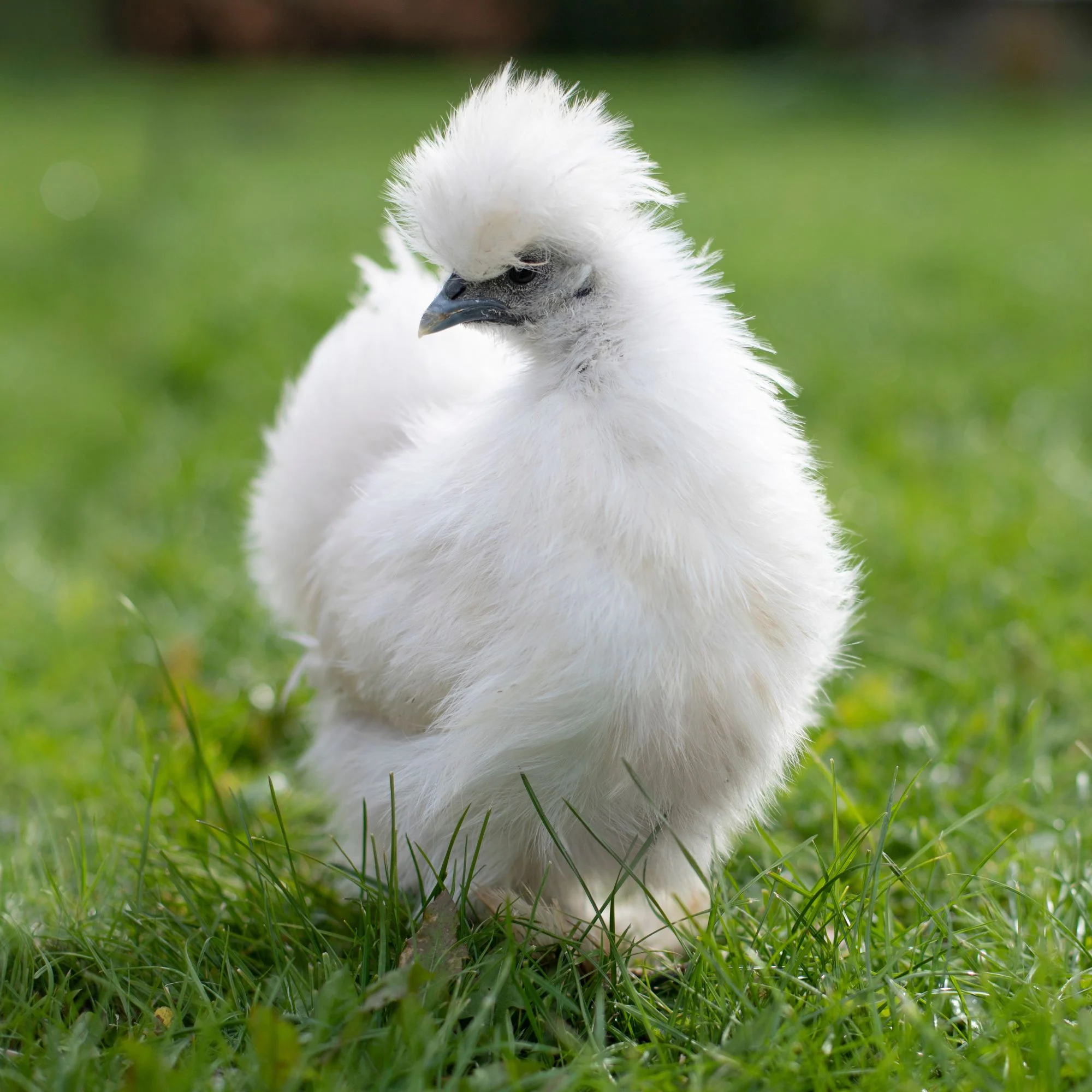 Baby Chicks: Silked White Easter Eggers - Buy Pet Shop