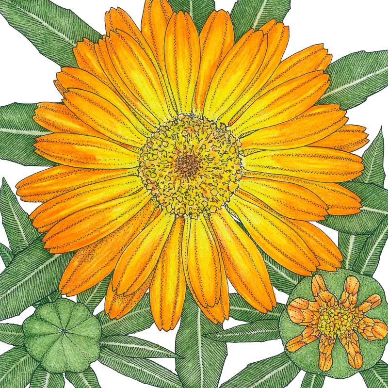 Orange Calendula Seeds (Organic) - Buy Pet Shop