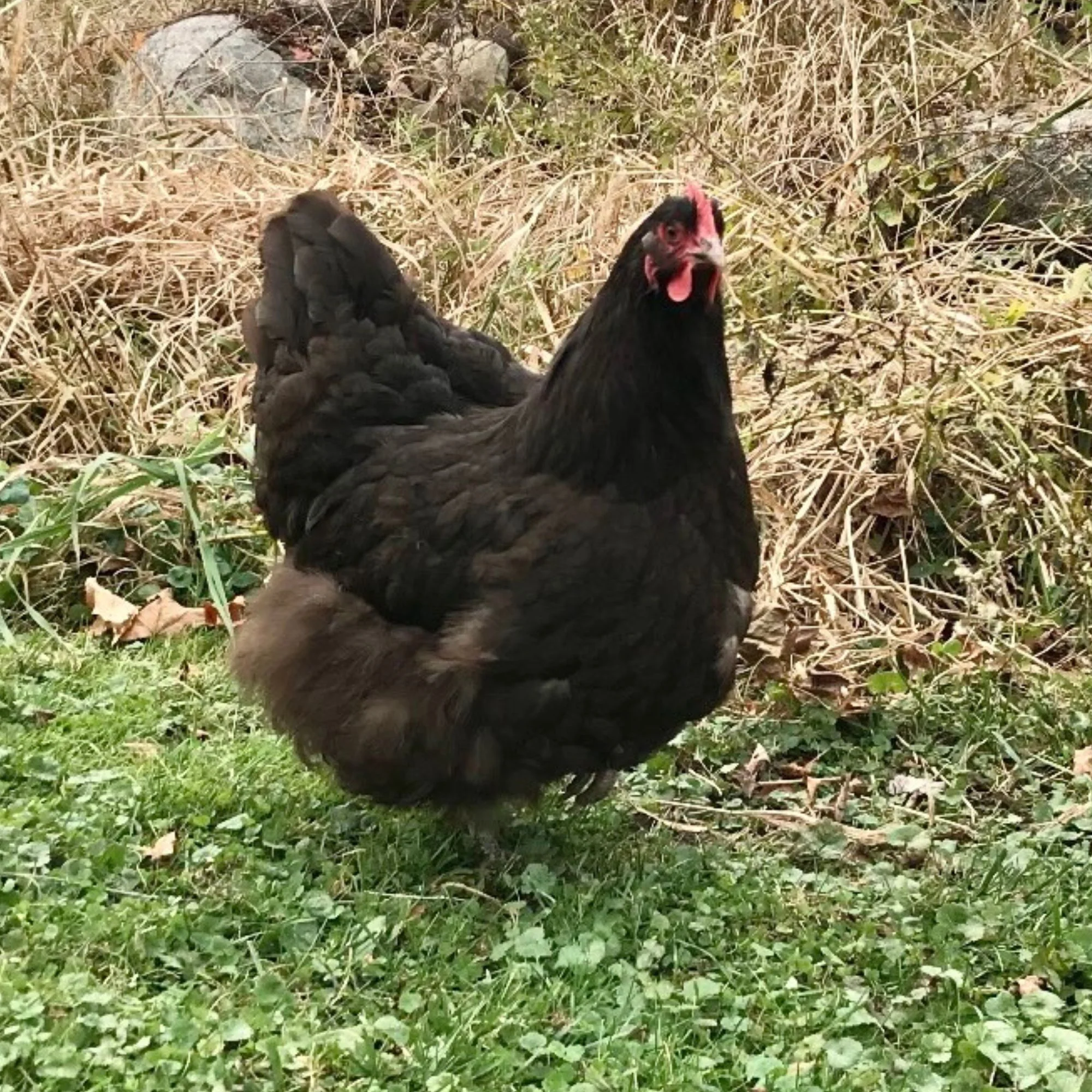 Pullet: Chocolate Orpington, Shipping Week of - Buy Pet Shop