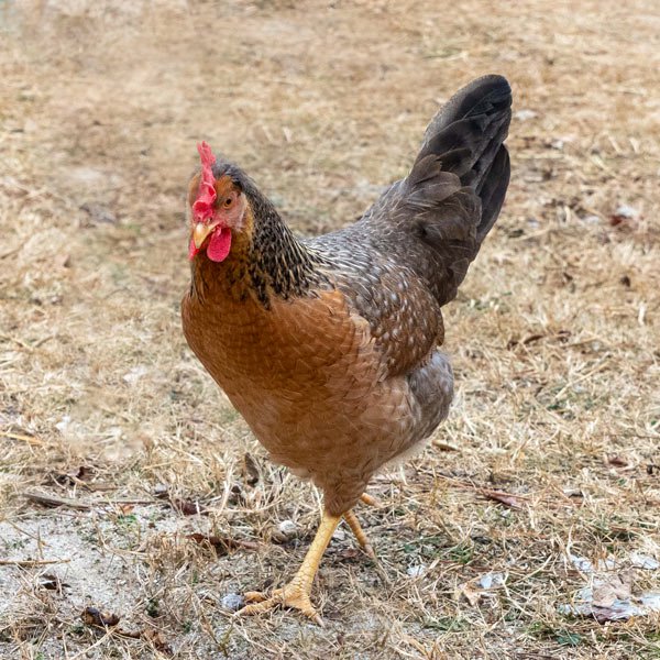 Baby Chicks: Partridge Olive Egger - Buy Pet Shop