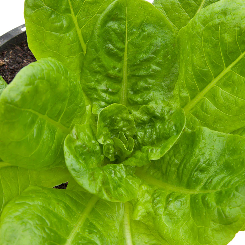 Buttercrunch Lettuce Seeds (Organic) - Buy Pet Shop