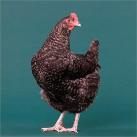 Baby Chicks: Silver Cuckoo Marans - Buy Pet Shop