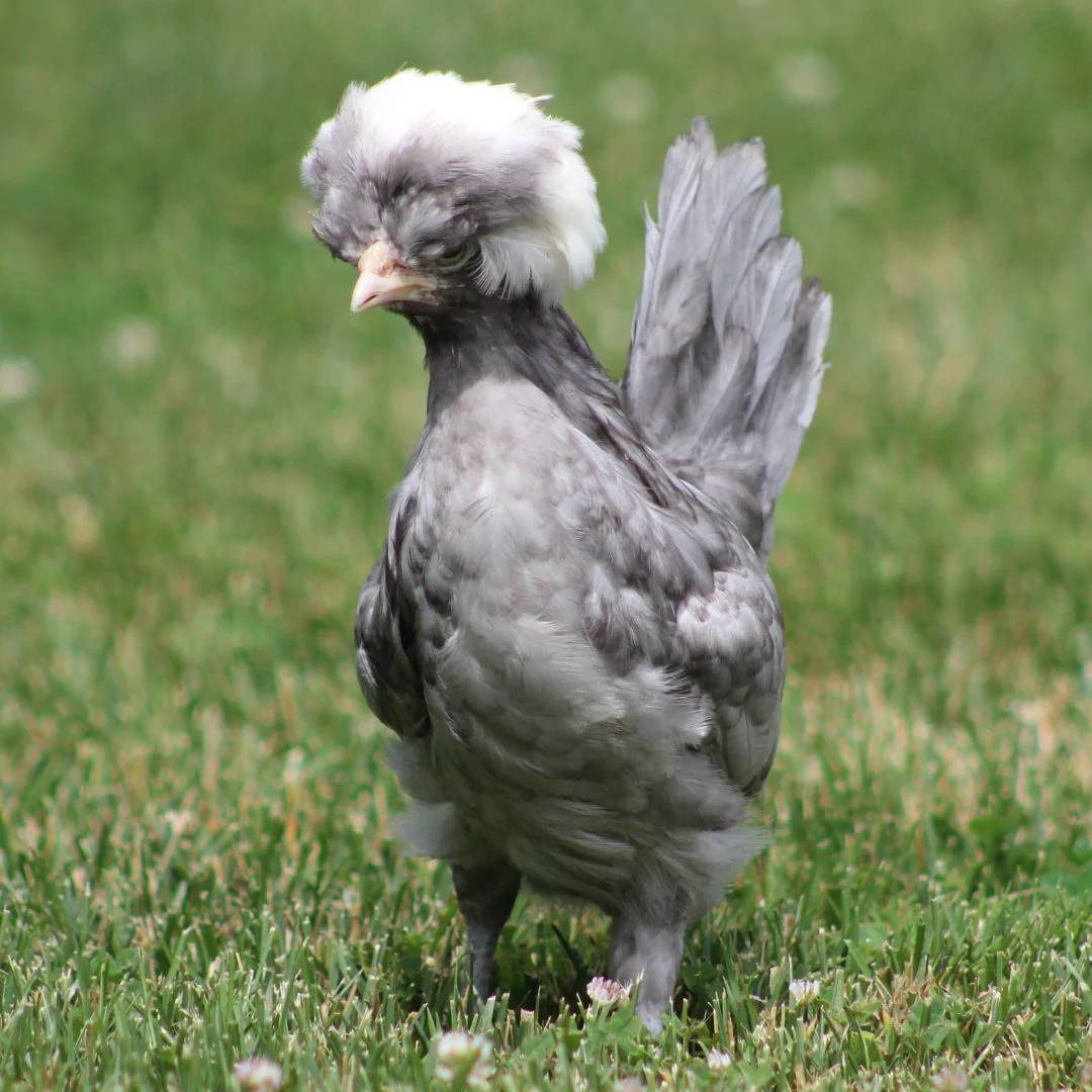 Pullet: White Crested Blue Polish, Shipping Week of - Buy Pet Shop