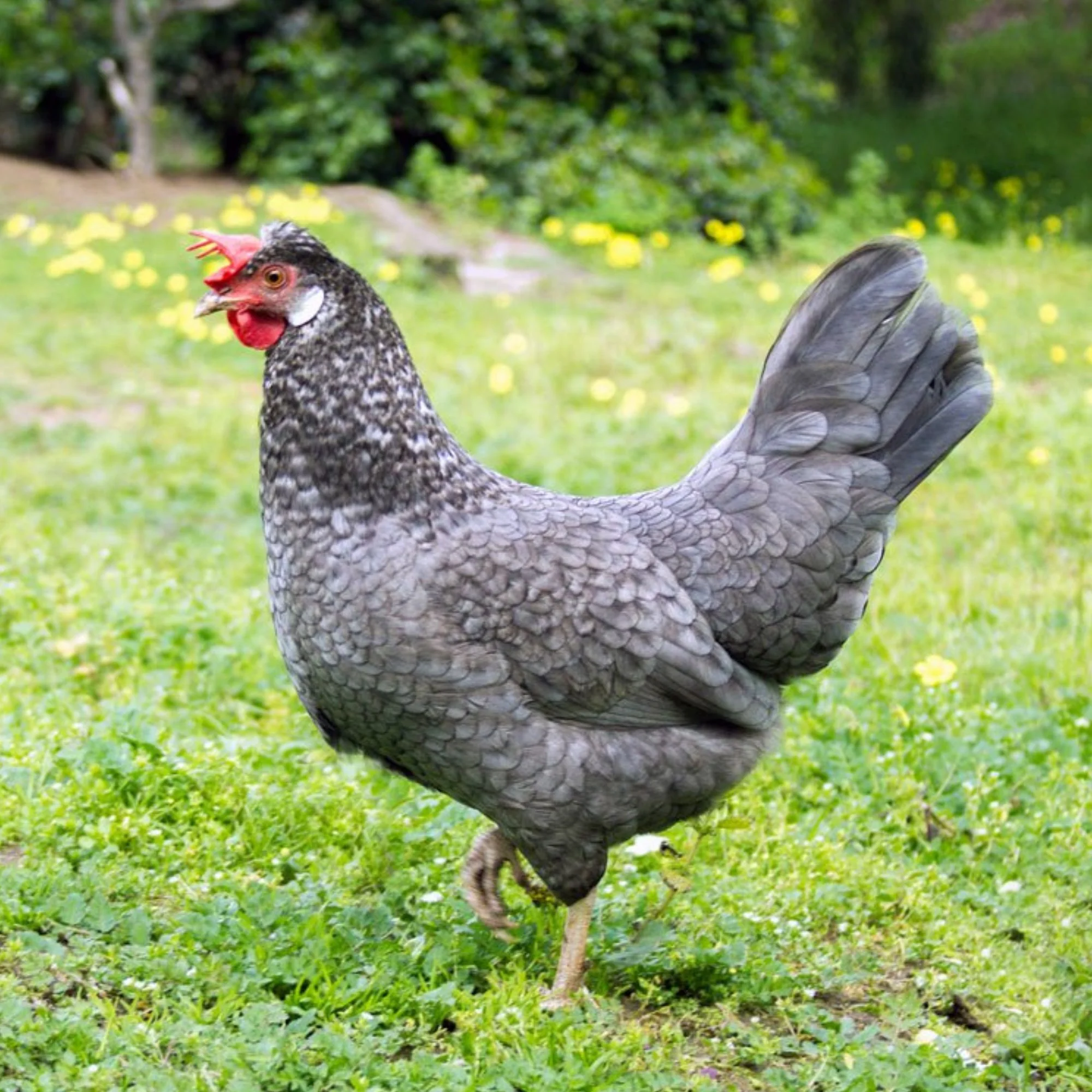 Pullet: Cuckoo Bluebar, Shipping Week of - Buy Pet Shop