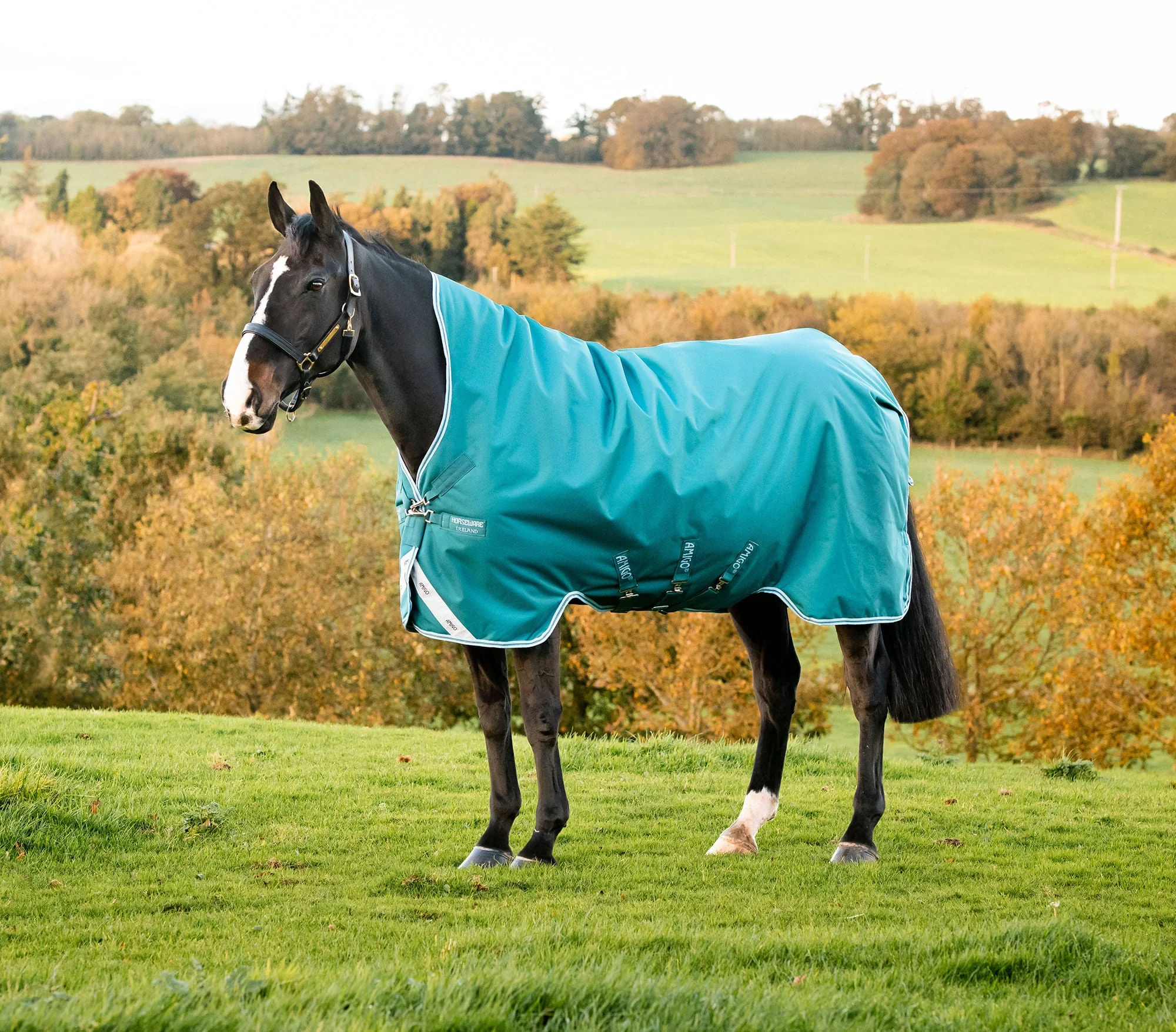Amigo Bravo 12 Wug, 250 gram Horse Blanket, Storm Green - Buy Pet Shop