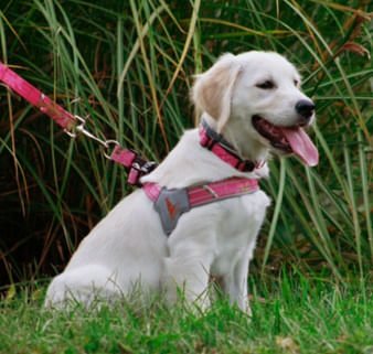 Doggy Tales Realtree Step In V Harness, Paradise Pink - Buy Pet Shop