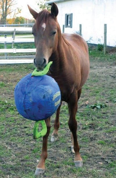 Jolly Tug Inflatable Ball with 2 Handles - Horse Toy - Buy Pet Shop
