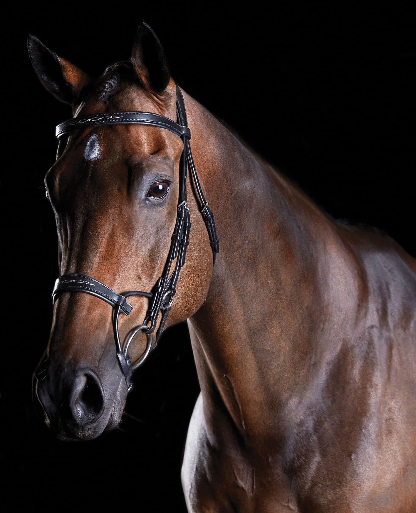 Collegiate ComFITec Fancy Stitch Bridle - Buy Pet Shop