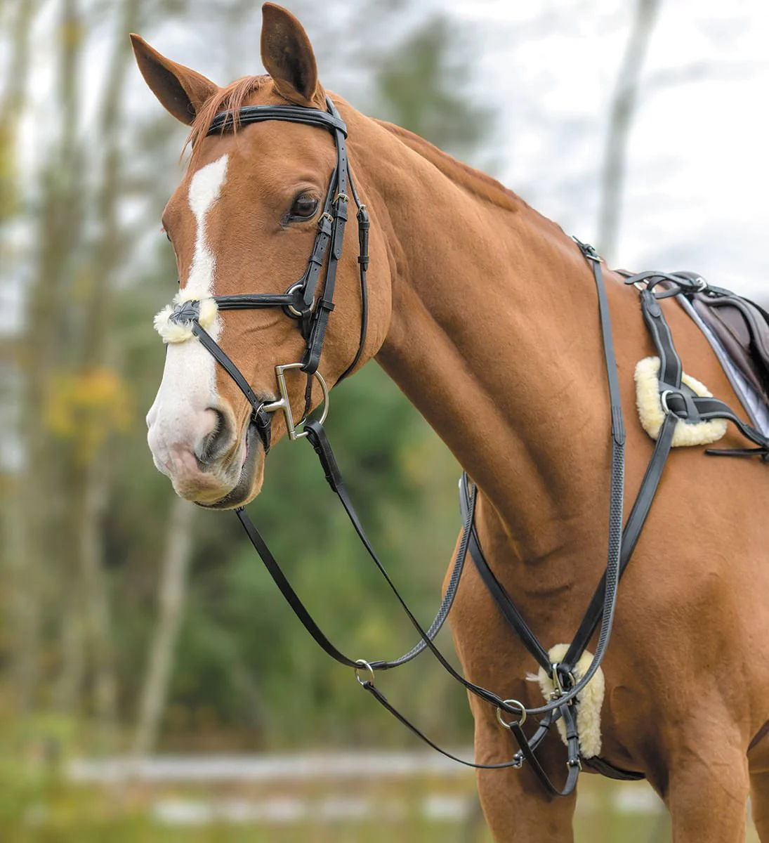 Shires Five Point Breastplate - Buy Pet Shop