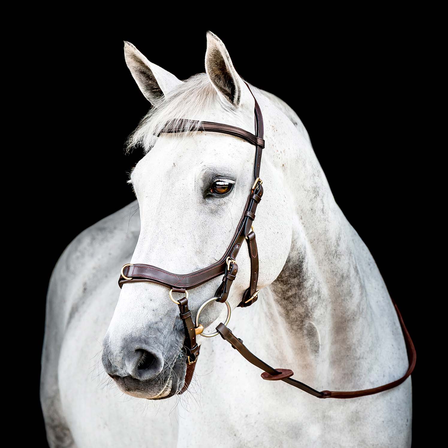 Micklem 2.0 Multi Bridle, Havana - Buy Pet Shop