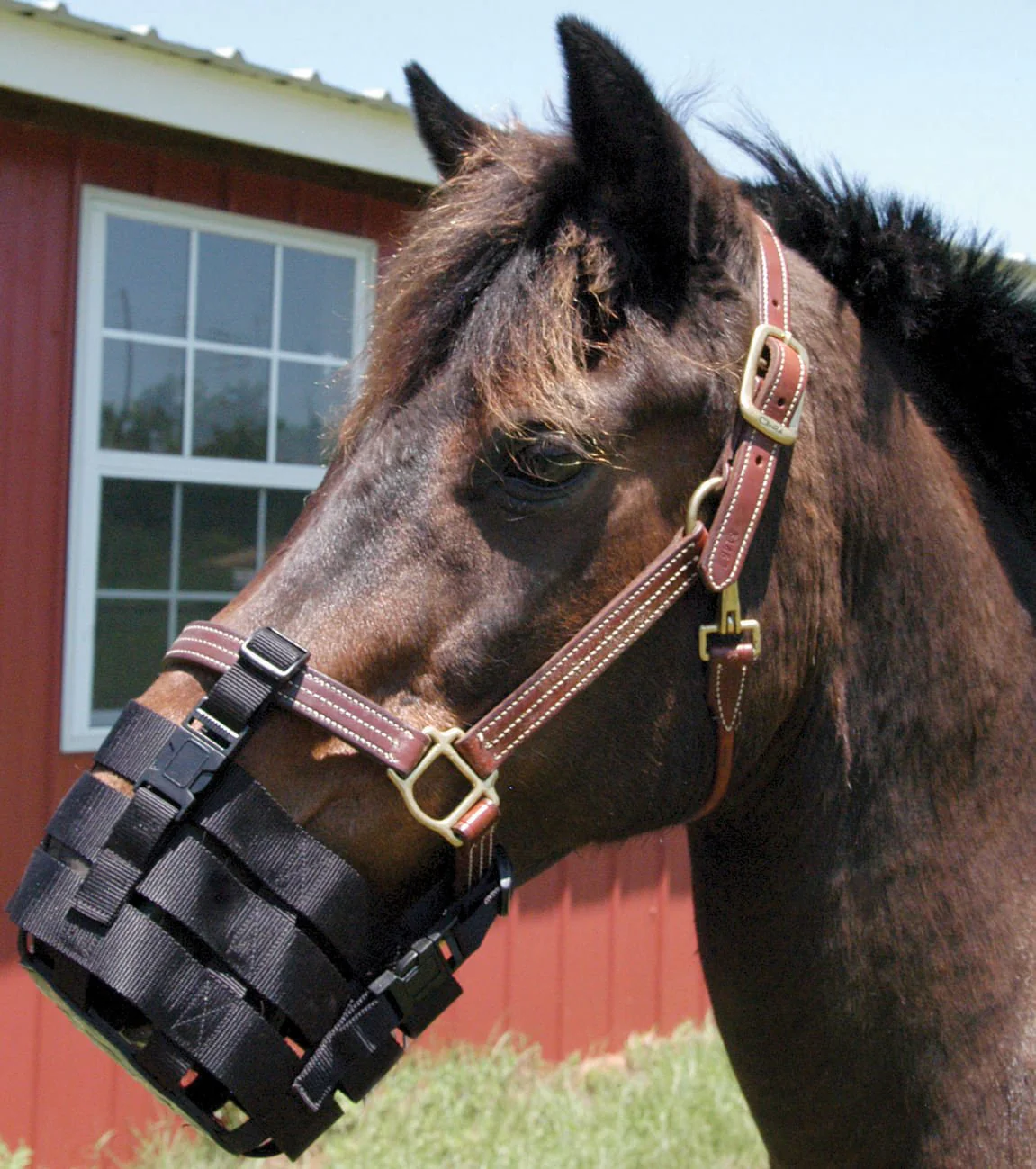 Anti-Grazing Muzzle - Buy Pet Shop